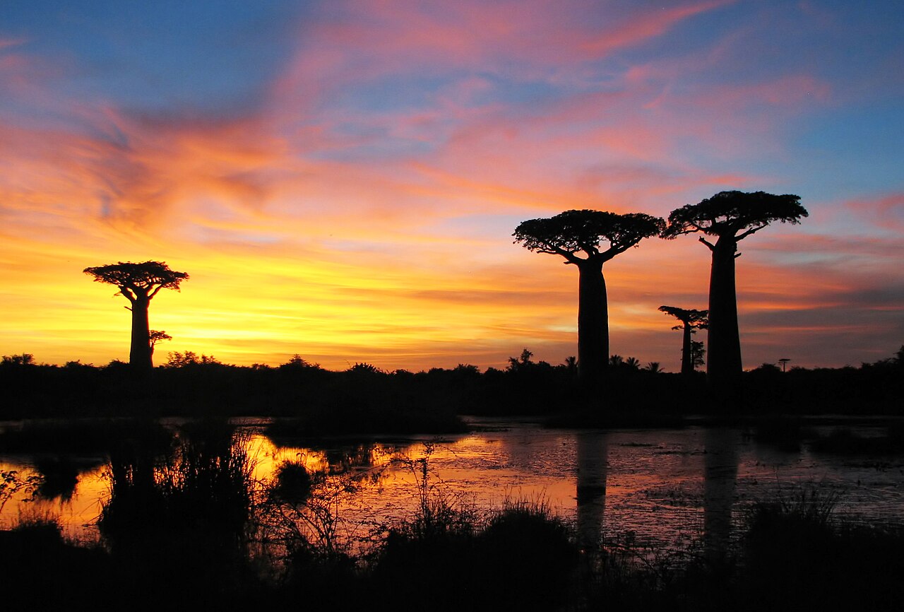 Baobab landscape