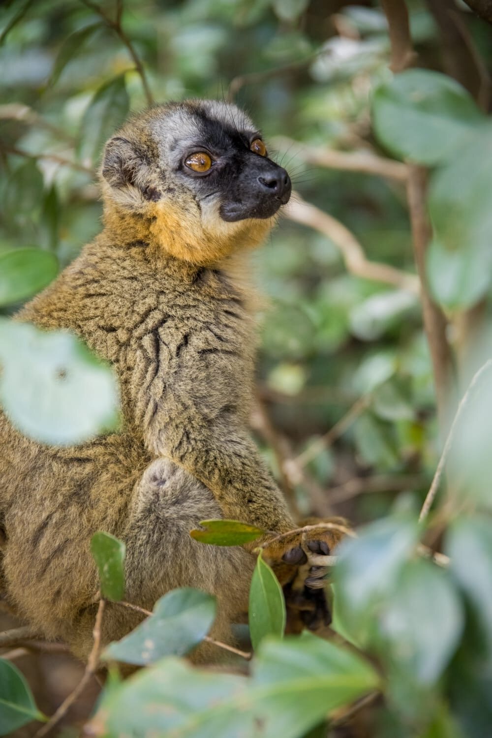 An endemic brown lemur observed in Madagascar