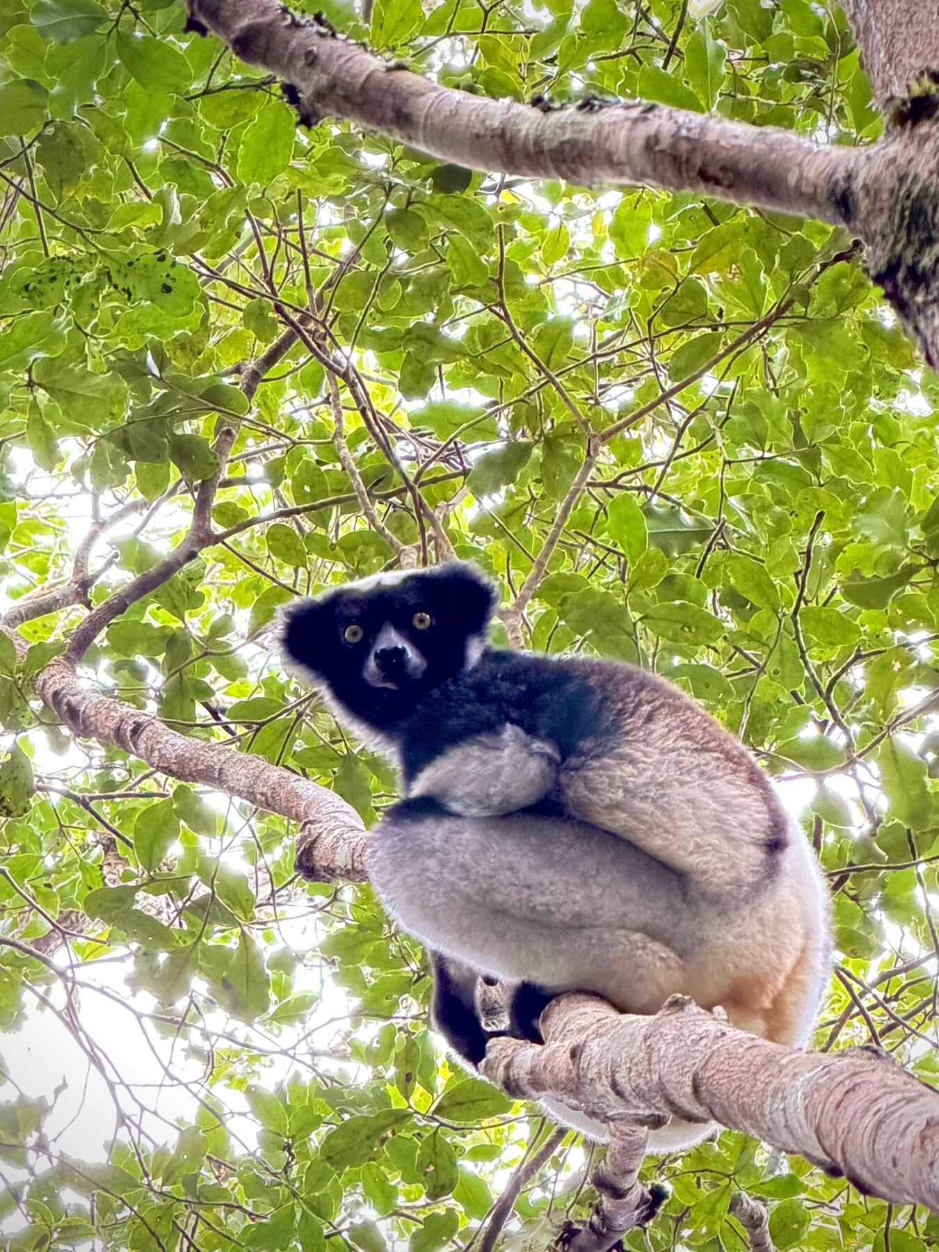 A lemur resting in the forest canopy of Madagascar