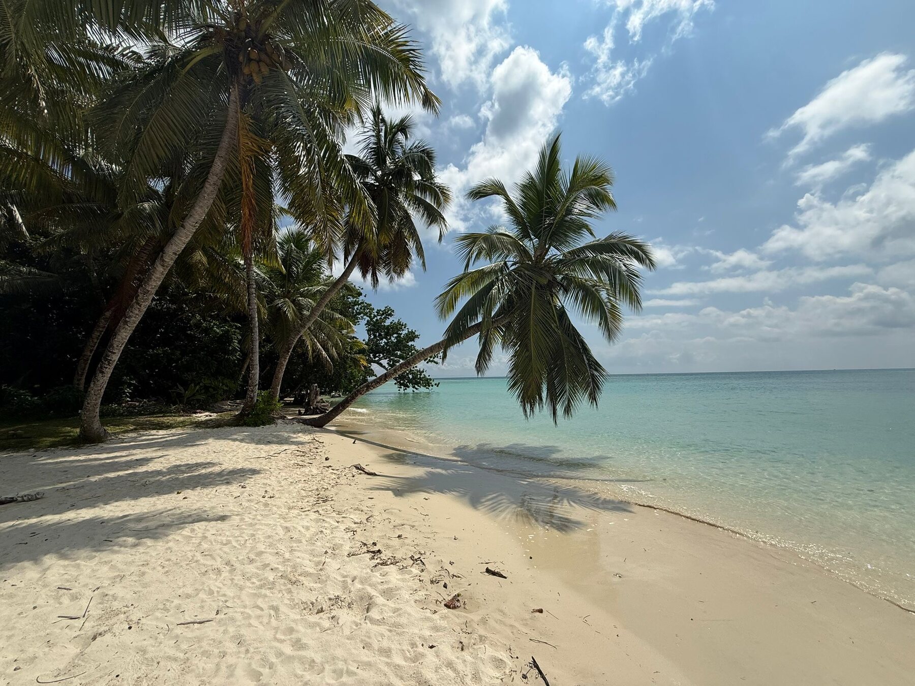 Palm-lined beach and turquoise water in Madagascar
