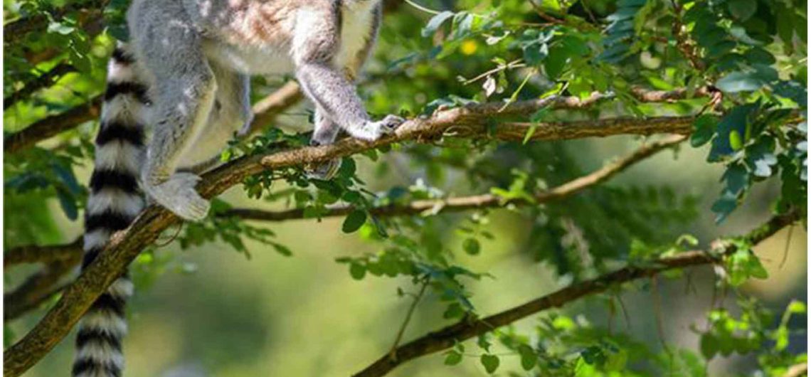 Madagascar travel