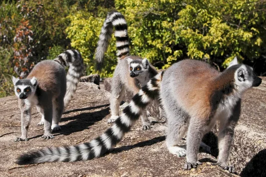 Authentische Erlebnisse Madagaskar Kultur Natur Lemuren